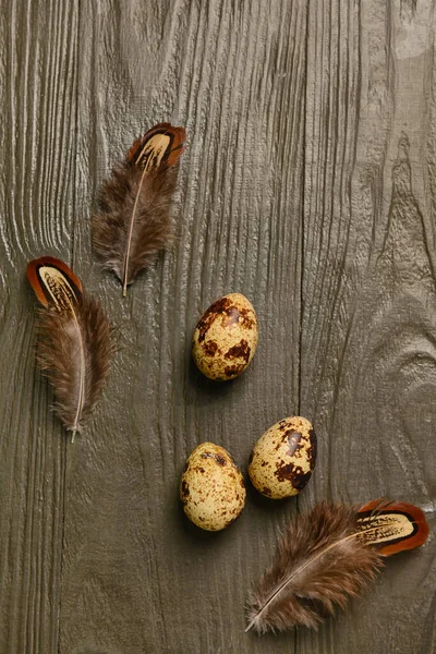 Fresh Quail Eggs Feathers Brown Wooden Background — Stock Photo, Image