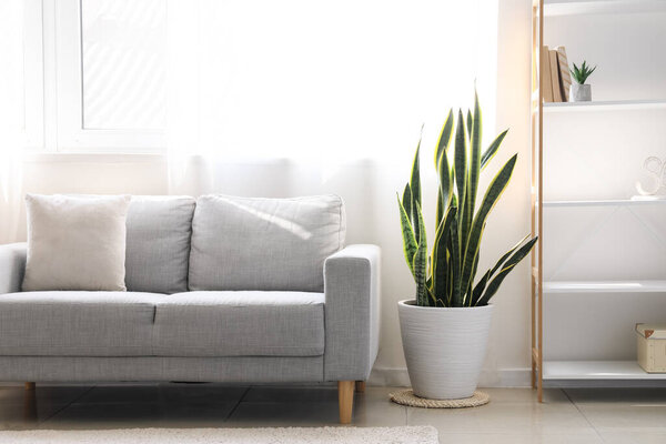 Comfortable sofa and houseplant in interior of living room