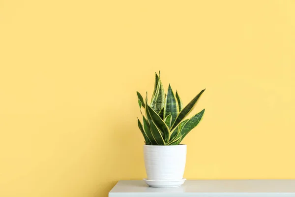 Beautiful Houseplant Table Yellow Wall — Stock Photo, Image