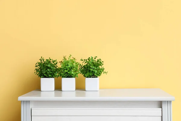 Красиві Кімнатні Рослини Столі Біля Жовтих Стін — стокове фото
