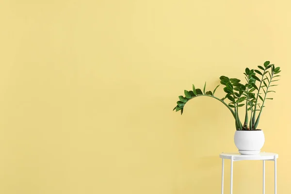 Όμορφη Houseplant Στο Τραπέζι Κοντά Στο Κίτρινο Τοίχο — Φωτογραφία Αρχείου