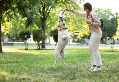 Yaz günü Labrador 'la parkta oynayan kadın.