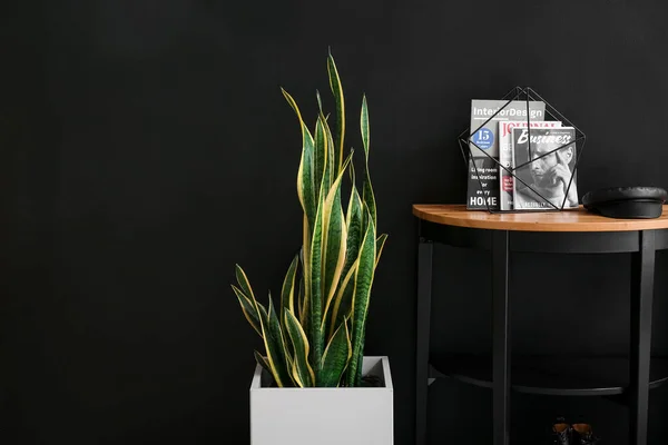 Houseplant Stylish Table Magazines Black Wall Background — Stock Photo, Image