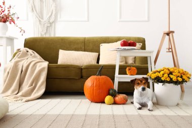 Güzel kasımpatı çiçekleri ve odada sevimli bir köpeği olan rahat bir kanepe.