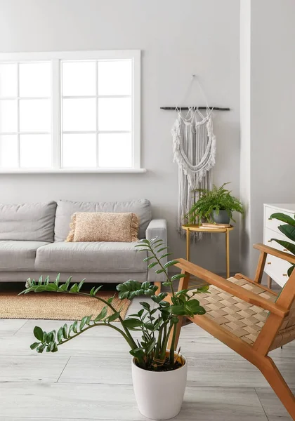 Modern Living Room Interior Comfortable Sofa Armchair Houseplants — Stock Photo, Image