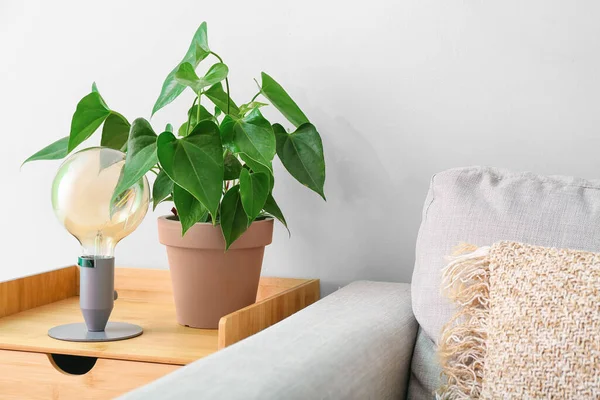 Beyaz duvarın yanındaki masada güzel bir çiçek ve lamba