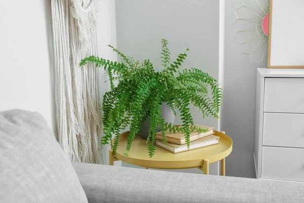 Hermosa Planta Interior Libros Mesa Cerca Pared Blanca — Foto de Stock