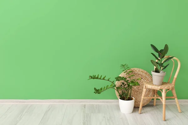 Красиві Кімнатні Рослини Стильному Стільці Біля Зеленої Стіни — стокове фото
