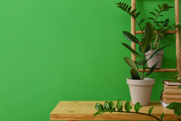 Beautiful Houseplants Stylish Table Green Wall — Stock Photo, Image