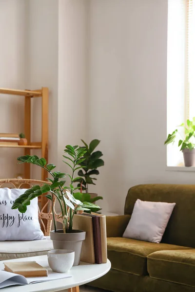 Τραπέζι Όμορφο Houseplant Άνετο Καναπέ Στο Σαλόνι — Φωτογραφία Αρχείου