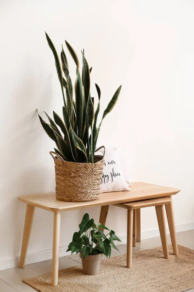 Tisch Mit Schönen Zimmerpflanzen Und Stuhl Weißer Wand — Stockfoto