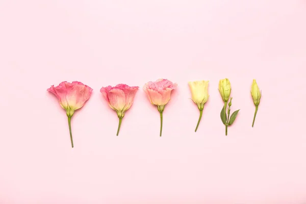 Красивые Цветы Эустомы Разных Стадиях Роста Цветном Фоне — стоковое фото