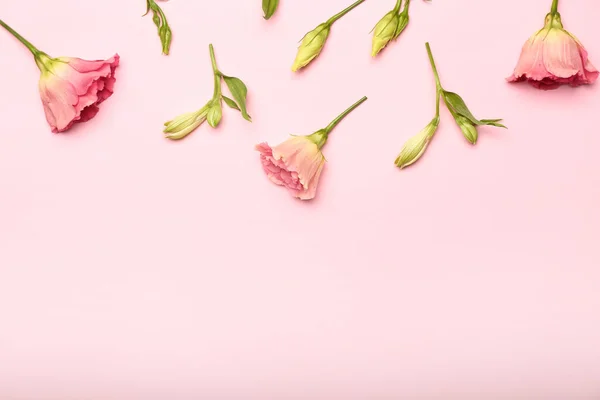 Beautiful Eustoma Flowers Pink Background Closeup — Stock Photo, Image