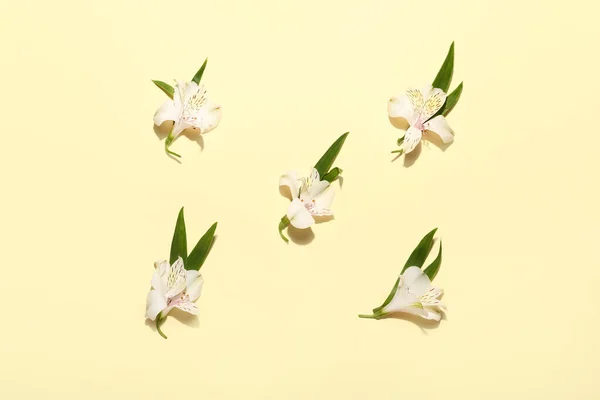White Alstroemeria Flowers Color Background — Stock Photo, Image