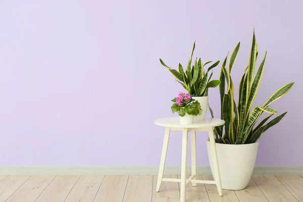 Meja Dengan Bunga Dalam Pot Dan Tanaman Rumah Dekat Dinding — Stok Foto