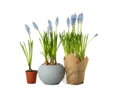 Çiçek açan üzümlü saksılar (Muscari) beyaz üzerine izole edilmiş