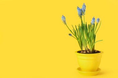 Sarı arka planda çiçek açan üzüm sümbülü (Muscari) saksı