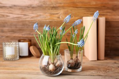 Ağaç zemin üzerinde çiçek açan üzüm sümbülü bitkileri (Muscari)