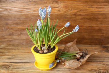 Ağaç zemin üzerinde çiçek açan üzüm sümbülü bitkileri (Muscari)