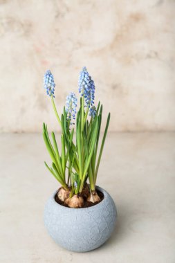Hafif arkaplanda çiçek açan üzüm sümbülü (Muscari)