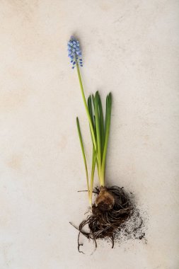 Açık arkaplanda çiçek açan üzüm sümbülü (Muscari), üst görünüm