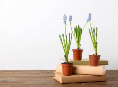 Çiçekli üzümlü sümbül saksıları (Muscari) ve masada beyaz arka planda duran kitaplar