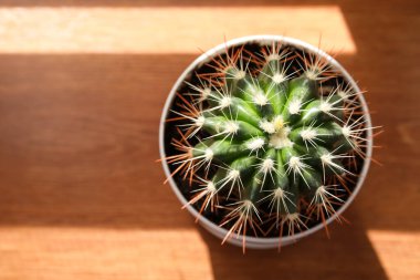 Ahşap pencere pervazında küçük kaktüslü tencere, üst manzara.