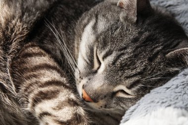 Sevimli çizgili kedi. Evcil hayvan yatağında uyuyor. Yakın plan.