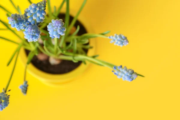 Pot Blooming Grape Hyacinth Plant Muscari Yellow Background Closeup — Stock Photo, Image