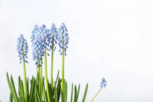 Blooming Grape Hyacinth Muscari White Background — Stock Photo, Image