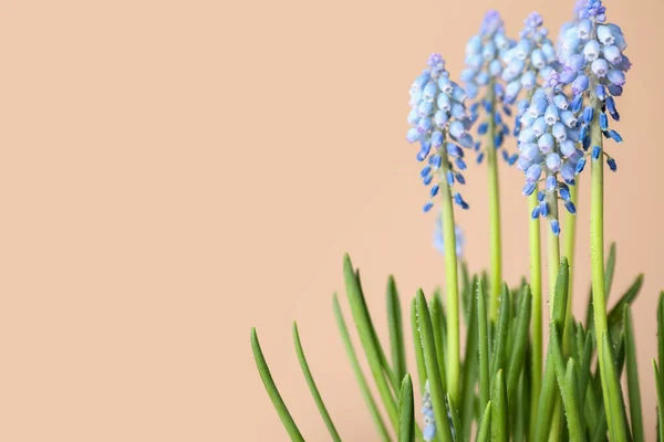 Blooming Grape Hyacinth Muscari Color Background — Stock Photo, Image