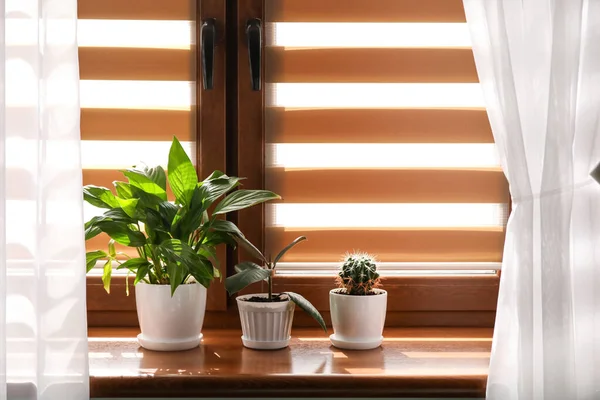 Green Houseplants Pots Window Sill — Stock Photo, Image