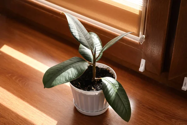 Green Ficus Pot Window Sill — Stock Photo, Image