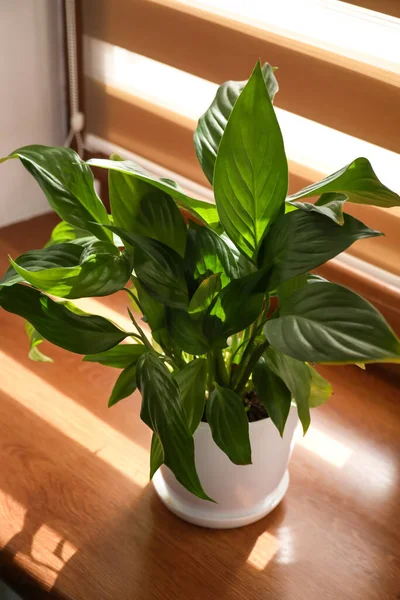 Pencere pervazında saksıda yeşil ev bitkisi