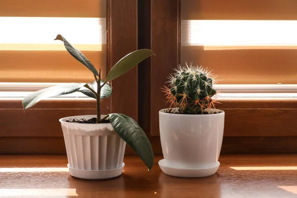 Green Ficus Cactus Pots Window Sill — Stock Photo, Image