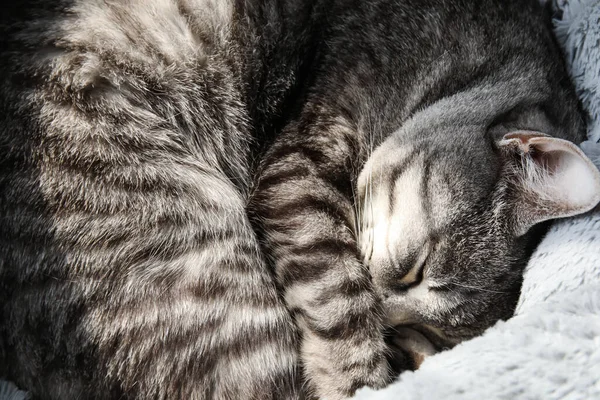 침대에서 귀여운 줄무늬 고양이 — 스톡 사진