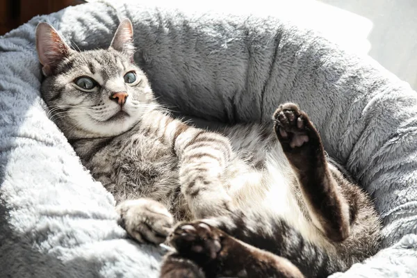 Αστεία Ριγέ Γάτα Χαλαρώνοντας Στο Κρεβάτι Κατοικίδιων Ζώων — Φωτογραφία Αρχείου