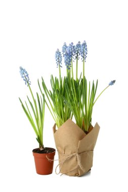 Çiçek açan üzümlü saksılar (Muscari) beyaz üzerine izole edilmiş
