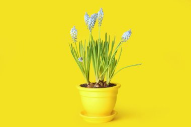 Sarı arka planda çiçek açan üzüm sümbülü (Muscari) saksı