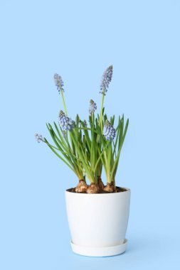 Mavi arka planda çiçek açan üzüm sümbülü (Muscari) saksısı