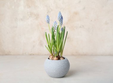 Hafif arkaplanda çiçek açan üzüm sümbülü (Muscari)