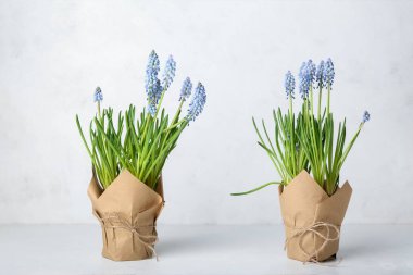 Hafif arka planda çiçek açan üzüm sümbülü saksıları (Muscari)