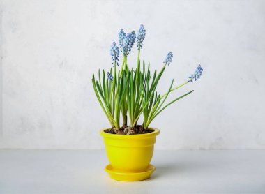 Hafif arkaplanda çiçek açan üzüm sümbülü (Muscari)