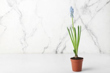Hafif arkaplanda çiçek açan üzüm sümbülü (Muscari)