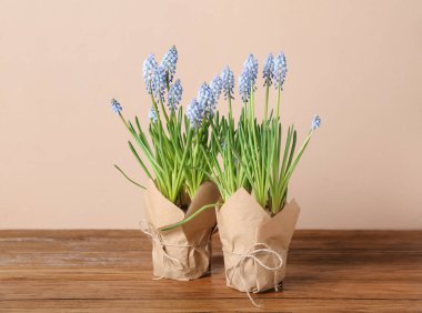 Masada çiçek açan üzüm saksıları (Muscari)