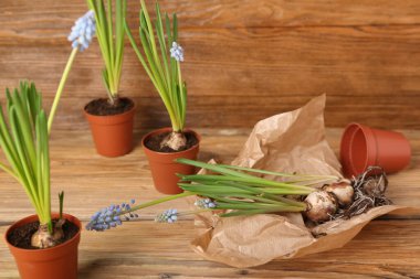 Ağaç zemin üzerinde çiçek açan üzüm sümbülü bitkileri (Muscari)