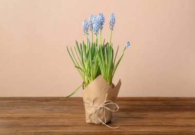 Ağaç masanın üzerinde çiçek açan üzüm sümbülü (Muscari).