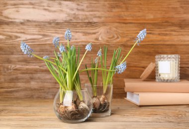 Ağaç zemin üzerinde çiçek açan üzüm sümbülü bitkileri (Muscari)