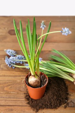 Çiçekli üzüm sümbülü bitkileri (Muscari) ve ahşap masa üzerindeki toprak
