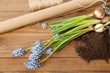 Ahşap zemin üzerinde çiçek açan üzüm sümbülü bitkileriyle (Muscari) kompozisyon